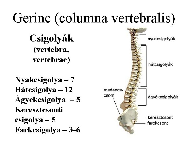 Gerinc (columna vertebralis) Csigolyák (vertebra, vertebrae) Nyakcsigolya – 7 Hátcsigolya – 12 Ágyékcsigolya –