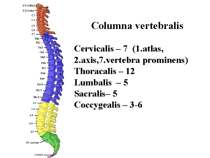 Columna vertebralis Cervicalis – 7 (1. atlas, 2. axis, 7. vertebra prominens) Thoracalis –