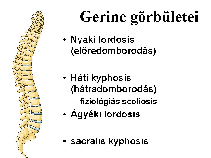 Gerinc görbületei • Nyaki lordosis (előredomborodás) • Háti kyphosis (hátradomborodás) – fiziológiás scoliosis •