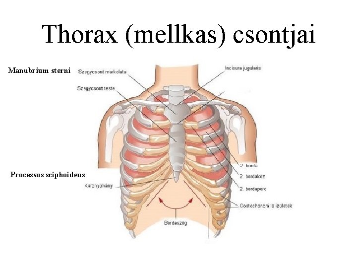 Thorax (mellkas) csontjai Manubrium sterni Processus sciphoideus 