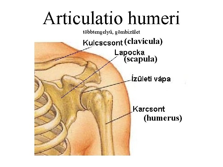 Articulatio humeri többtengelyű, gömbizület (clavicula) (scapula) (humerus) 