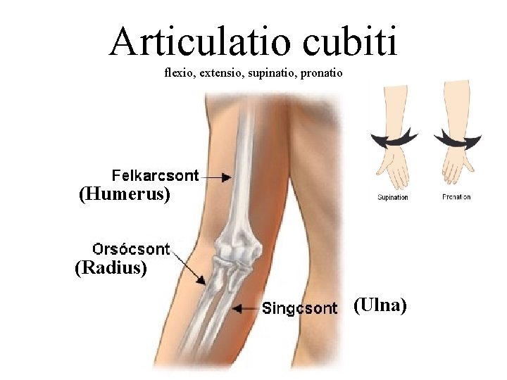 Articulatio cubiti flexio, extensio, supinatio, pronatio (Humerus) (Radius) (Ulna) 