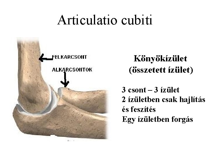 Articulatio cubiti Könyökízület (összetett ízület) 3 csont – 3 ízület 2 ízületben csak hajlítás