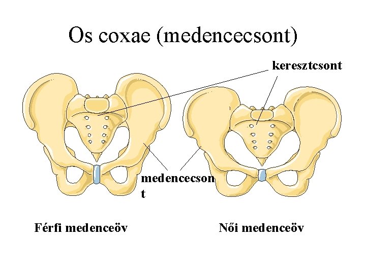 Os coxae (medencecsont) keresztcsont medencecson t Férfi medenceöv Női medenceöv 