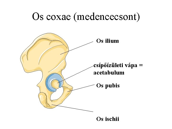 Os coxae (medencecsont) Os ilium csípőízületi vápa = acetabulum Os pubis Os ischii 