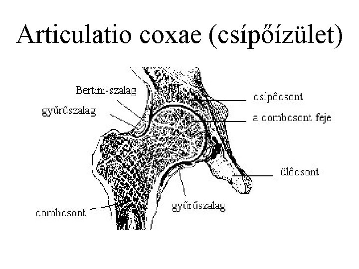 Articulatio coxae (csípőízület) 