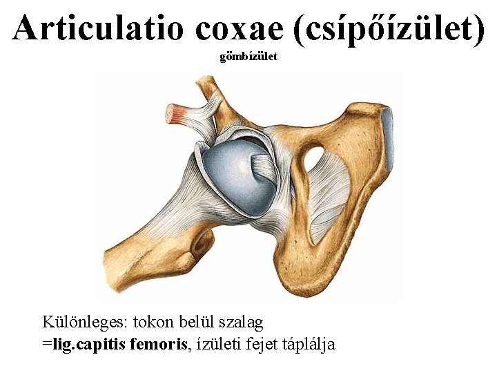 Articulatio coxae (csípőízület) gömbízület Különleges: tokon belül szalag =lig. capitis femoris, ízületi fejet táplálja
