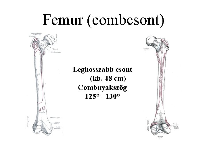 Femur (combcsont) Leghosszabb csont (kb. 48 cm) Combnyakszög 125° - 130° 