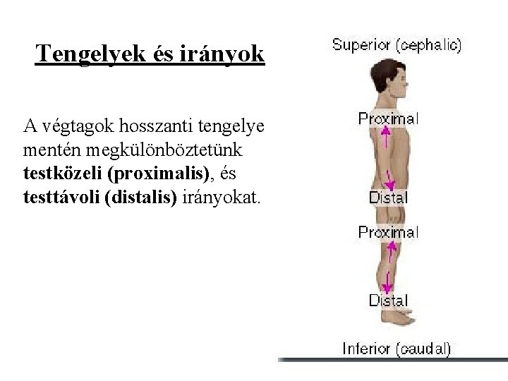 Tengelyek és irányok A végtagok hosszanti tengelye mentén megkülönböztetünk testközeli (proximalis), és testtávoli (distalis)