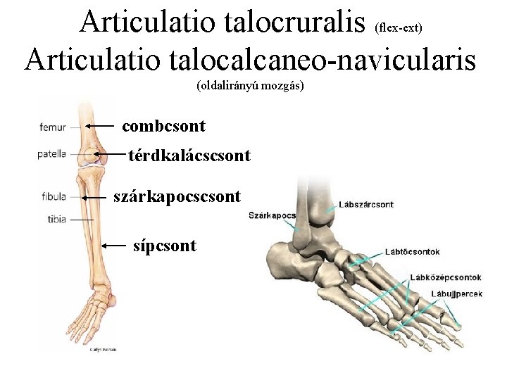 Articulatio talocruralis Articulatio talocalcaneo-navicularis (flex-ext) (oldalirányú mozgás) combcsont térdkalácscsont szárkapocscsont sípcsont 