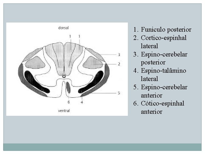 1. Funiculo posterior 2. Cortico-espinhal lateral 3. Espino-cerebelar posterior 4. Espino-talâmino lateral 5. Espino-cerebelar 1. Funiculo posterior 2. Cortico-espinhal lateral 3. Espino-cerebelar posterior 4. Espino-talâmino lateral 5. Espino-cerebelar