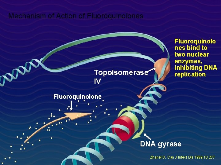 Mechanism of Action of Fluoroquinolones Topoisomerase IV Fluoroquinolo nes bind to two nuclear enzymes,