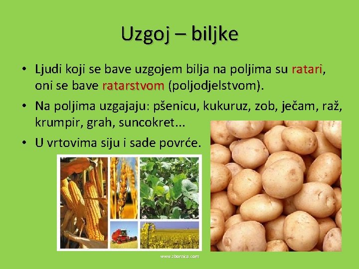 Uzgoj – biljke • Ljudi koji se bave uzgojem bilja na poljima su ratari,