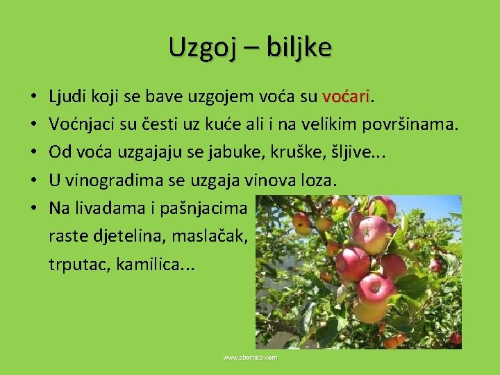 Uzgoj – biljke • • • Ljudi koji se bave uzgojem voća su voćari