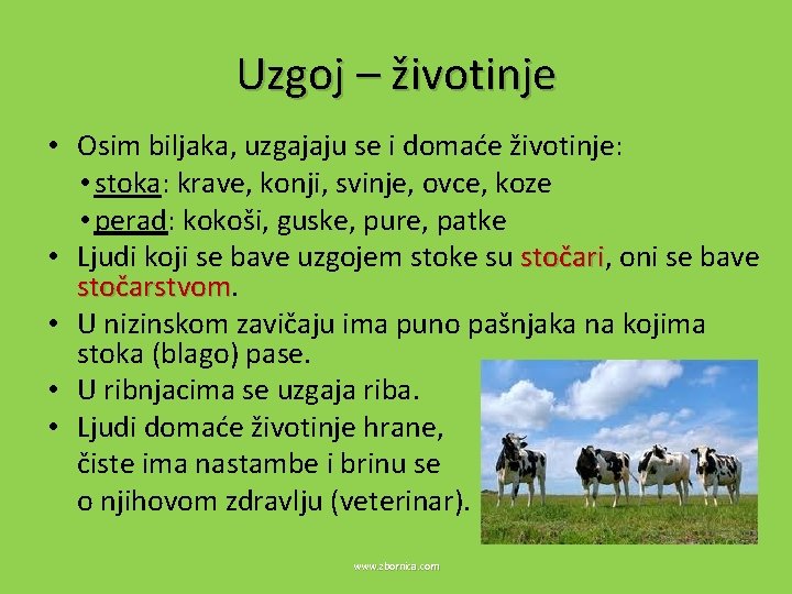 Uzgoj – životinje • Osim biljaka, uzgajaju se i domaće životinje: • stoka: krave,