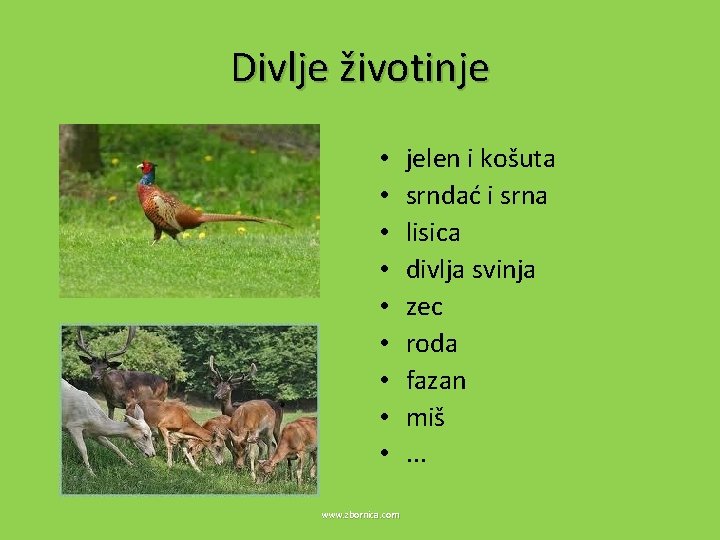 Divlje životinje • • • www. zbornica. com jelen i košuta srndać i srna