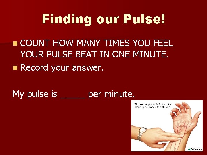 Finding our Pulse! n COUNT HOW MANY TIMES YOU FEEL YOUR PULSE BEAT IN