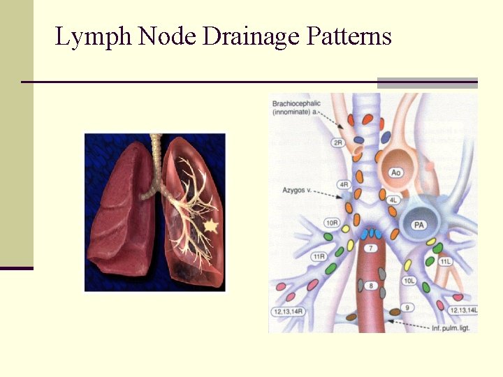 Lymph Node Drainage Patterns 