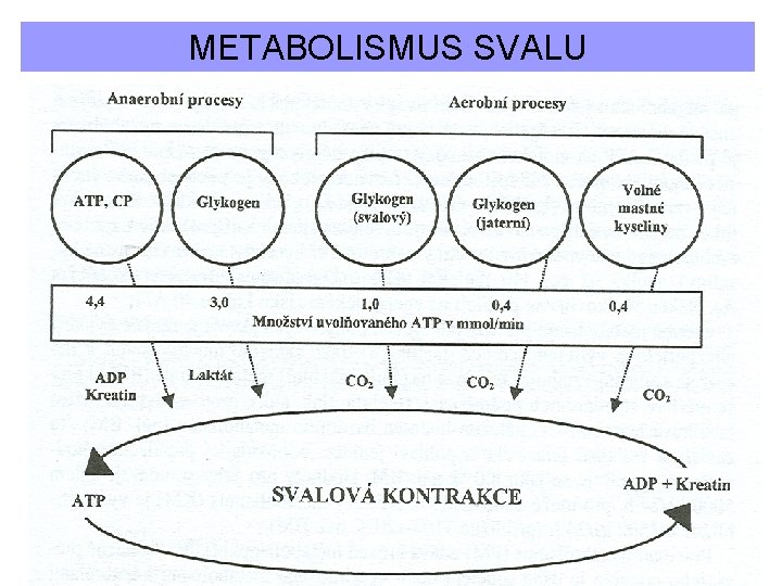 METABOLISMUS SVALU 