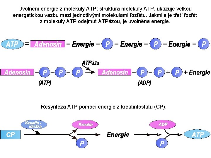 Uvolnění energie z molekuly ATP: struktura molekuly ATP, ukazuje velkou energetickou vazbu mezi jednotlivými