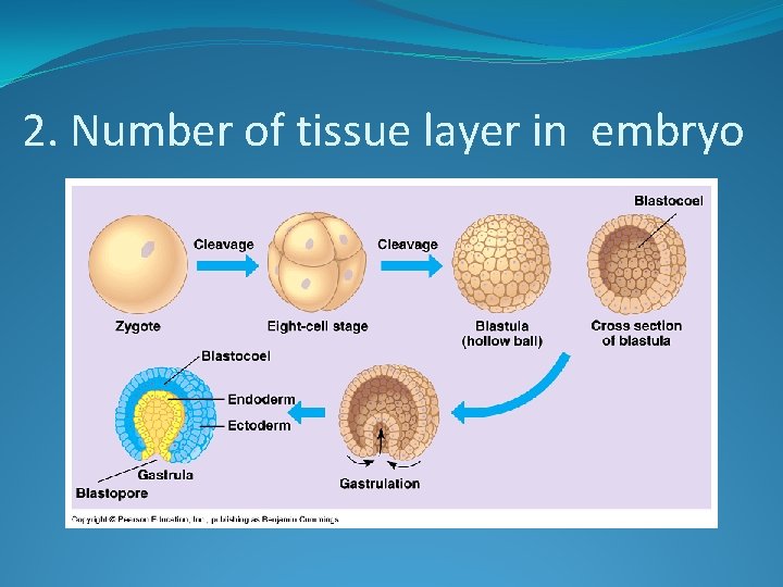 2. Number of tissue layer in embryo 