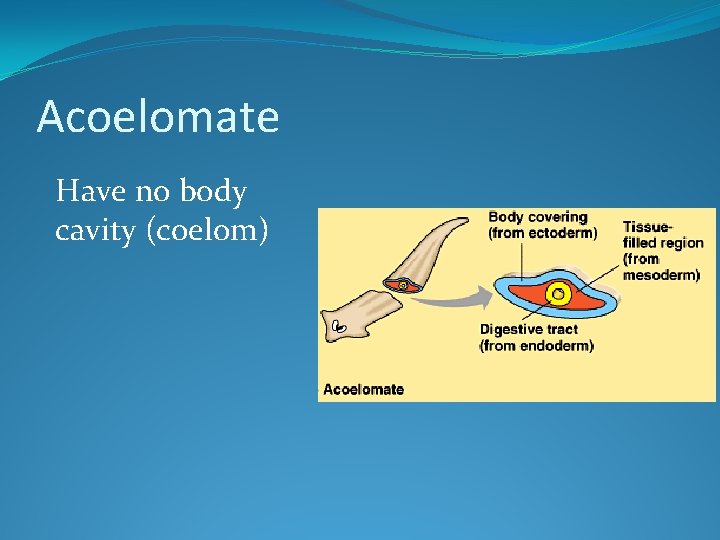 Acoelomate Have no body cavity (coelom) 