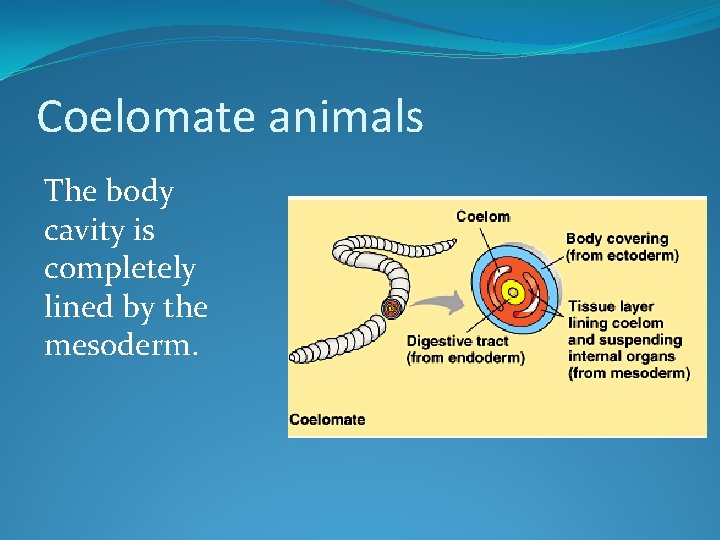 Coelomate animals The body cavity is completely lined by the mesoderm. 