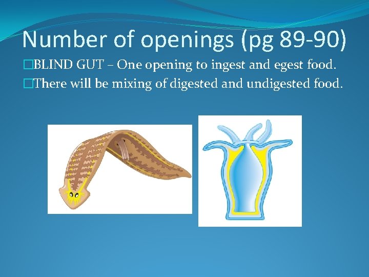 Number of openings (pg 89 -90) �BLIND GUT – One opening to ingest and