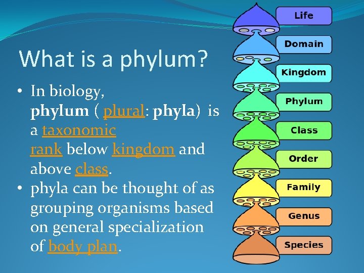 What is a phylum? • In biology, phylum ( plural: phyla) is a taxonomic