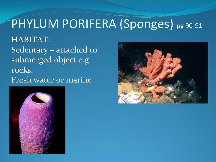 PHYLUM PORIFERA (Sponges) pg 90 -91 HABITAT: Sedentary – attached to submerged object e.