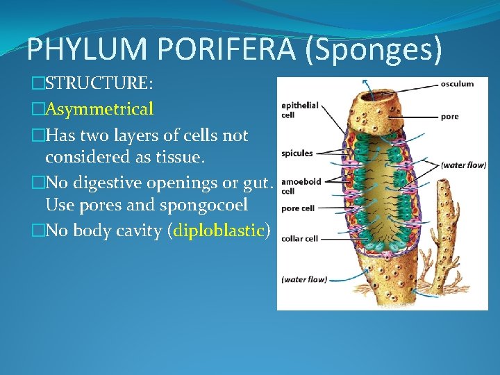 PHYLUM PORIFERA (Sponges) �STRUCTURE: �Asymmetrical �Has two layers of cells not considered as tissue.