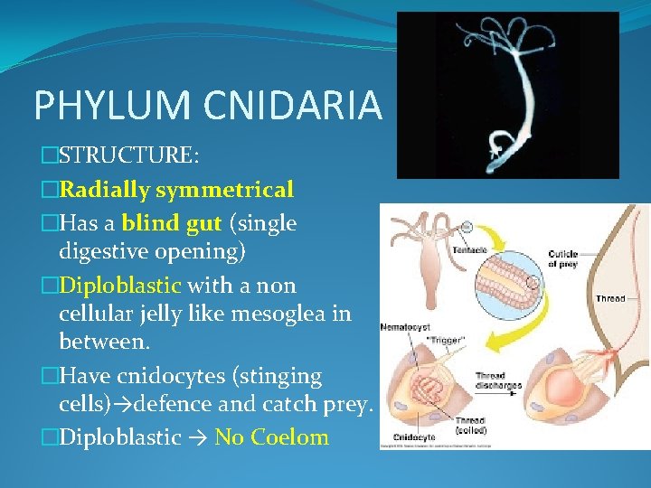 PHYLUM CNIDARIA �STRUCTURE: �Radially symmetrical �Has a blind gut (single digestive opening) �Diploblastic with
