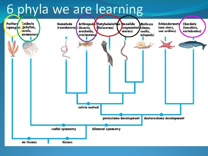 6 phyla we are learning 