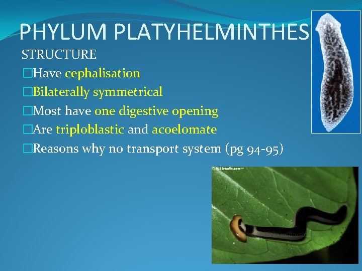 PHYLUM PLATYHELMINTHES STRUCTURE �Have cephalisation �Bilaterally symmetrical �Most have one digestive opening �Are triploblastic