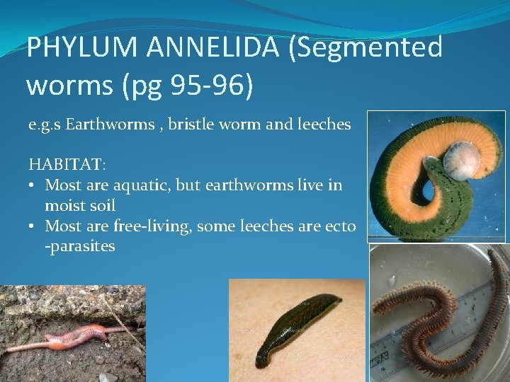 PHYLUM ANNELIDA (Segmented worms (pg 95 -96) e. g. s Earthworms , bristle worm