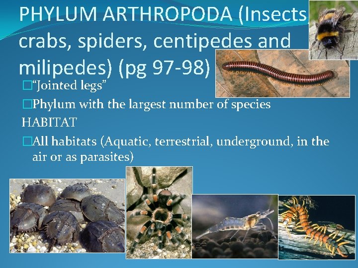 PHYLUM ARTHROPODA (Insects, crabs, spiders, centipedes and milipedes) (pg 97 -98) �“Jointed legs” �Phylum