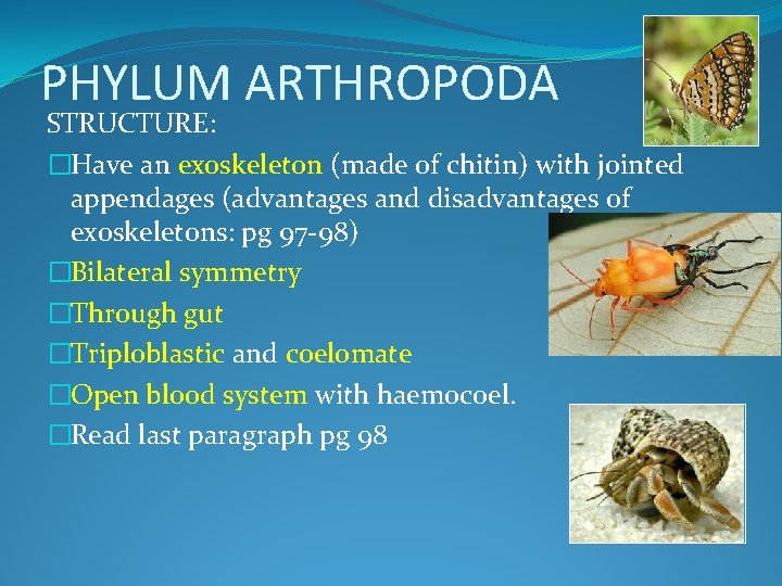 PHYLUM ARTHROPODA STRUCTURE: �Have an exoskeleton (made of chitin) with jointed appendages (advantages and