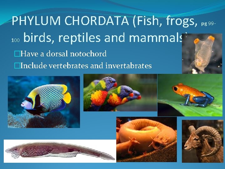 PHYLUM CHORDATA (Fish, frogs, birds, reptiles and mammals) 100 �Have a dorsal notochord �Include