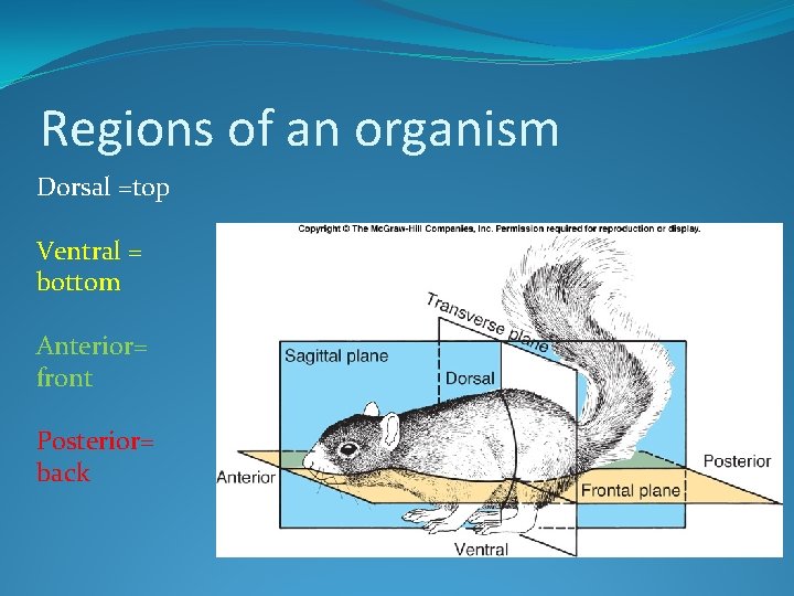 Regions of an organism Dorsal =top Ventral = bottom Anterior= front Posterior= back 