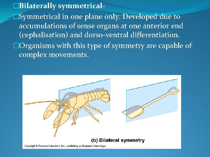 �Bilaterally symmetrical- �Symmetrical in one plane only. Developed due to accumulations of sense organs
