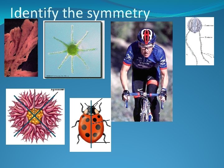 Identify the symmetry 