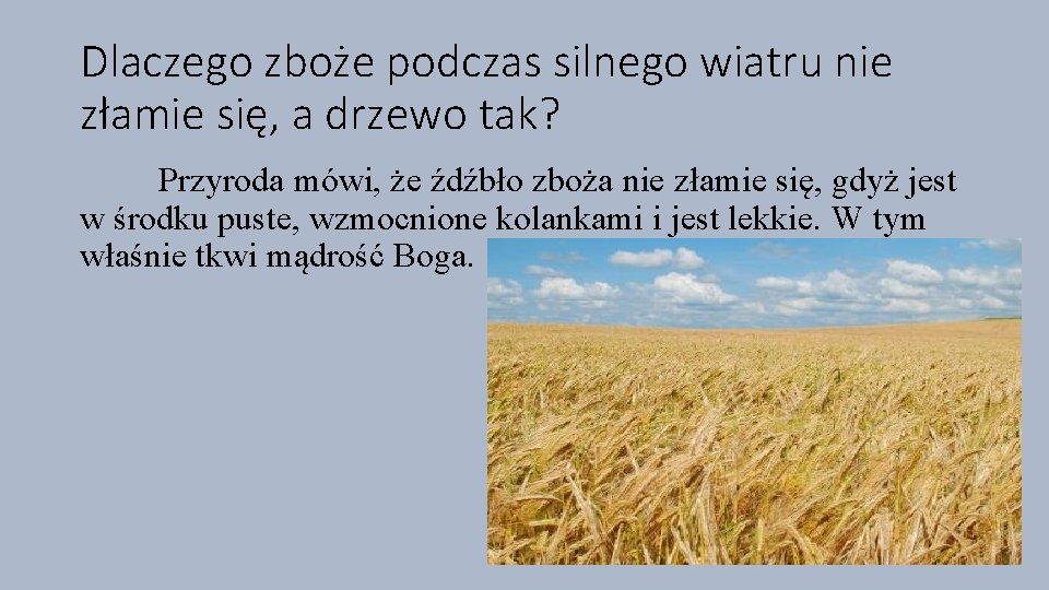 Dlaczego zboże podczas silnego wiatru nie złamie się, a drzewo tak? Przyroda mówi, że