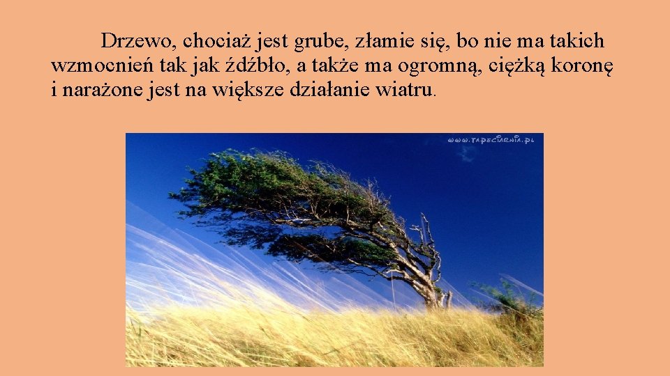 Drzewo, chociaż jest grube, złamie się, bo nie ma takich wzmocnień tak jak źdźbło,