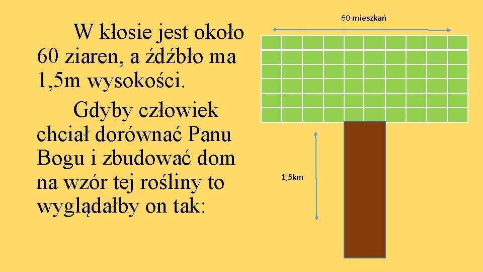 W kłosie jest około 60 ziaren, a źdźbło ma 1, 5 m wysokości. Gdyby