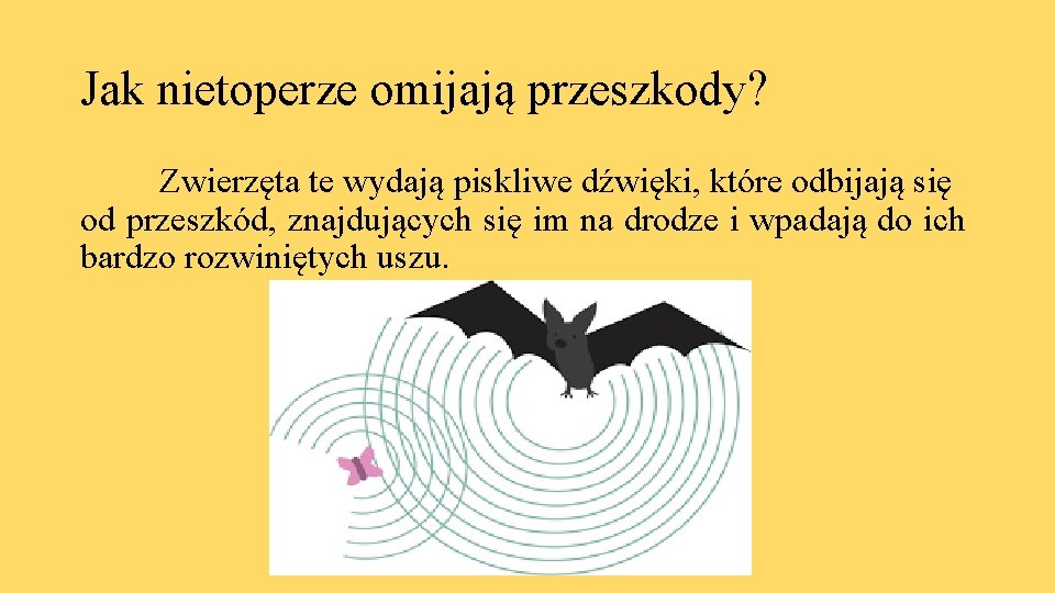Jak nietoperze omijają przeszkody? Zwierzęta te wydają piskliwe dźwięki, które odbijają się od przeszkód,