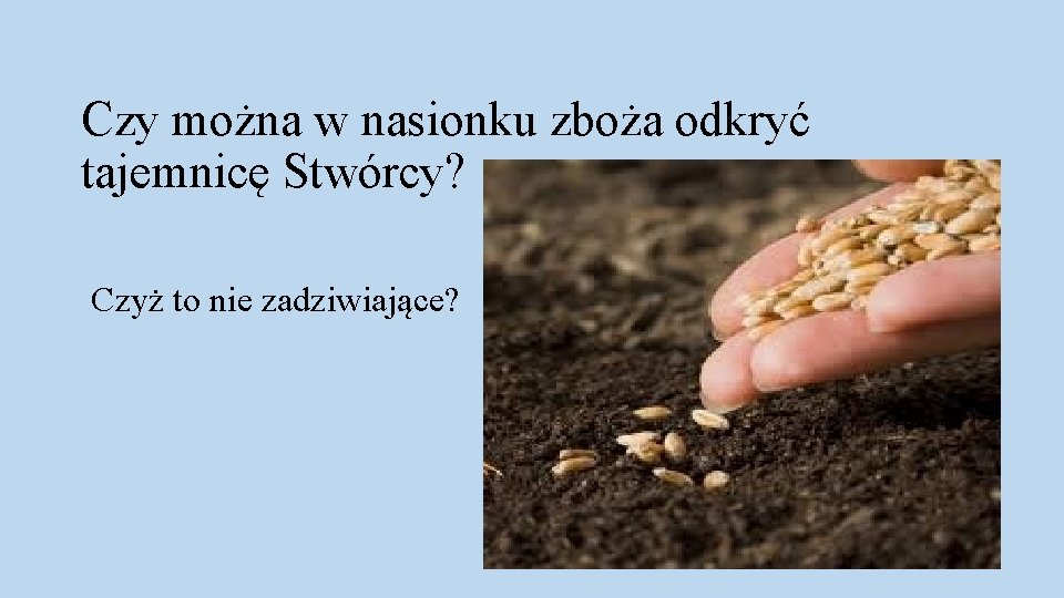 Czy można w nasionku zboża odkryć tajemnicę Stwórcy? Czyż to nie zadziwiające? 