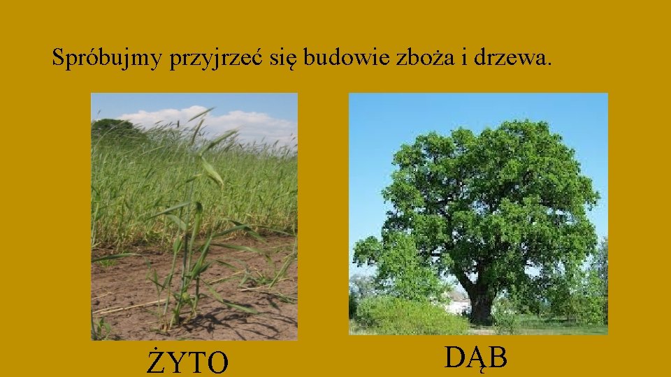 Spróbujmy przyjrzeć się budowie zboża i drzewa. ŻYTO DĄB 