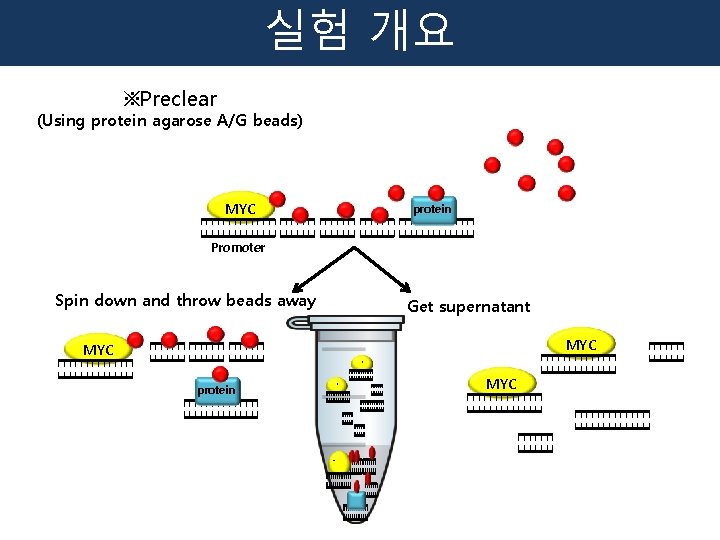 실험 개요 ※Preclear (Using protein agarose A/G beads) MYC protein Promoter Spin down and