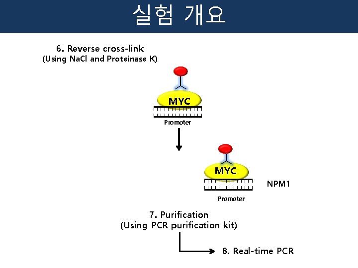 실험 개요 6. Reverse cross-link (Using Na. Cl and Proteinase K) MYC Promoter MYC