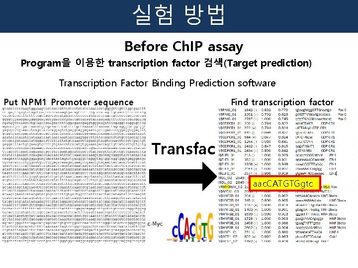 실험 방법 Before Ch. IP assay Program을 이용한 transcription factor 검색(Target prediction) Transcription Factor